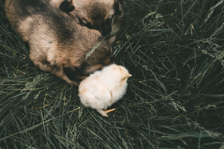 dog and chicken. Chicken on the head of the dog.の写真素材