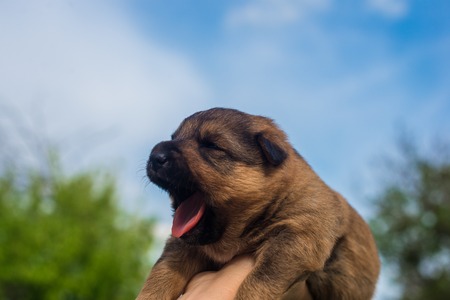 A small puppy in hand of man. Beautiful dog.の写真素材