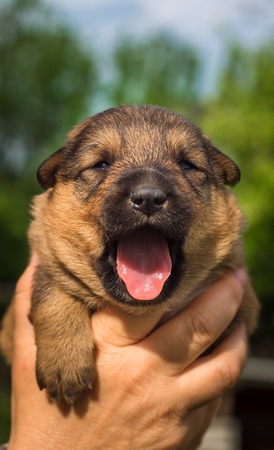 A small puppy in hand of man. Beautiful dog.の写真素材