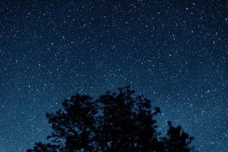 Silhouette of trees against the backdrop of night sky. Night sky with stars.の写真素材