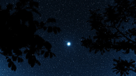 Silhouette of trees against the backdrop of night sky. Night sky with stars.