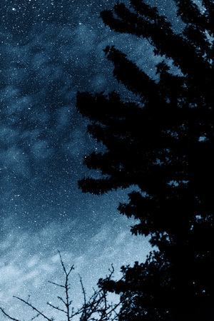 Silhouette of trees against the backdrop of night sky. Night sky with stars.