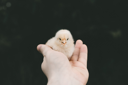 little chick in the hand of man. A white chick.の写真素材