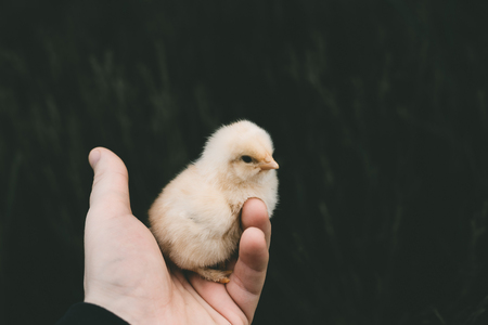 little chick in the hand of man. A white chick.の写真素材