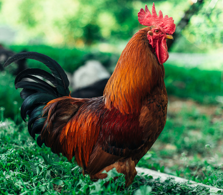 Beautiful colorful rooster in green grass.Big red cock.の写真素材