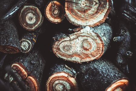 Many trees in the cut, which are stacked.Soft focusの写真素材