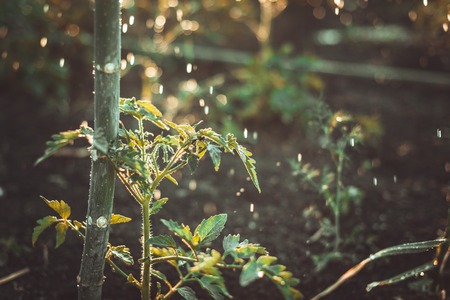 Watering the crop by automatic spraying. Many small drops.の写真素材