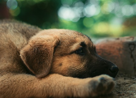 A little yellow puppy sleeps on the ground.の写真素材