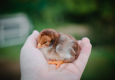 A small brown chick in a mans hand. Great plan.の写真素材