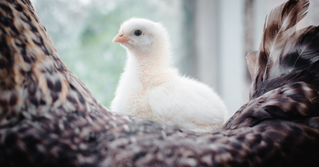 A small white chick sits on a smoker. A great plan.の写真素材