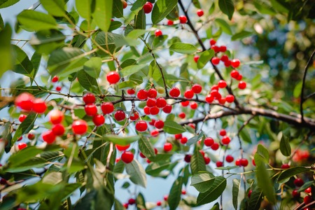 A lot of red cherries on the branches. Ripe cherries in summer.の写真素材