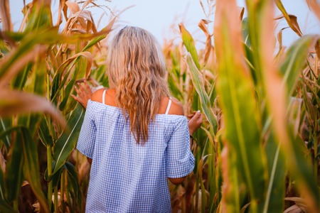The girl goes in corn. The back of the girl. Soft focus.の写真素材