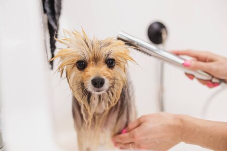 Washing the Spitz in the bathroom. Animal care.の写真素材