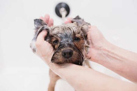 Washing yorkshire in the bathroom. Grooming salon.の写真素材