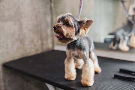 Yorkshire in the grooming salon. Caring for little friends.の写真素材