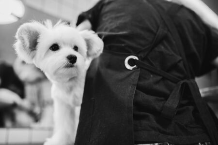 Maltese dog grooming. Haircut dog. Helping animals.の写真素材