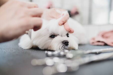 Haircut of a white little dog. Beautiful and funny dog. Maltese dogの写真素材