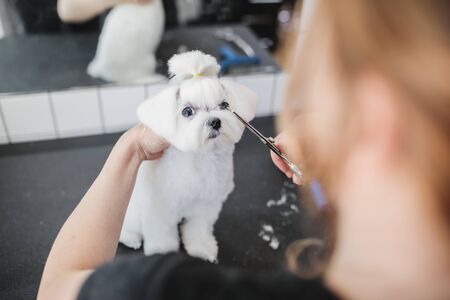 Haircut of a white little dog. Beautiful and funny dog. Maltese dogの写真素材