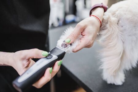 Haircut of a white little dog. Beautiful and funny dog. Maltese dogの写真素材