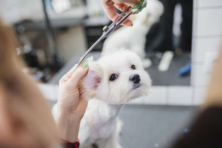Maltese dog at grooming salon. Little smile dog.の写真素材