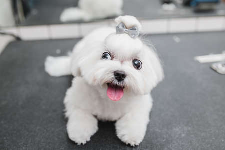 Maltese dog at grooming salon. Little smile dog.の写真素材