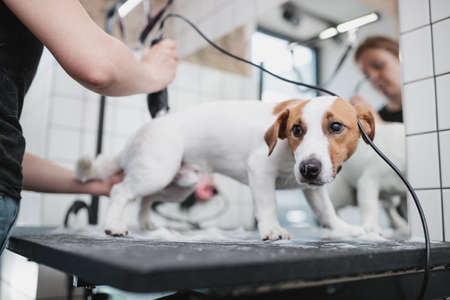 Grooming and bathing dogs. Caring for little friends.の写真素材