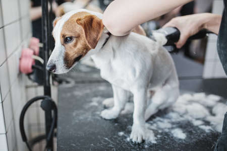 Grooming and bathing dogs. Caring for little friends.の写真素材