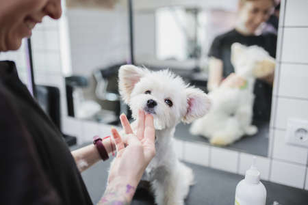 Grooming and bathing dogs. Caring for little friends.