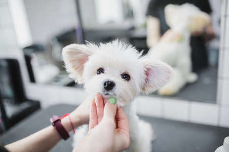 Grooming and bathing dogs. Caring for little friends.の写真素材