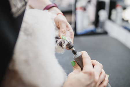 Grooming of dogs and small animals in the grooming salon.の写真素材