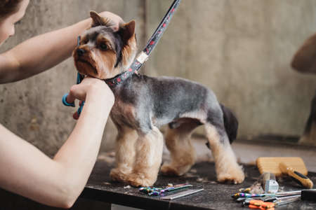 process of final shearing of a dogs hair with scissors. muzzle of a dog viewの写真素材