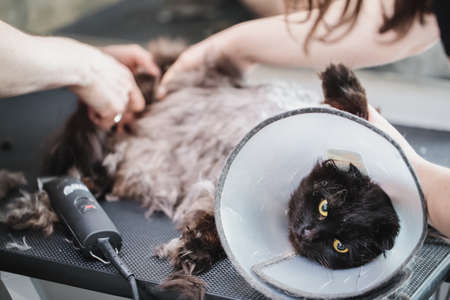 Professional grooming catsの写真素材