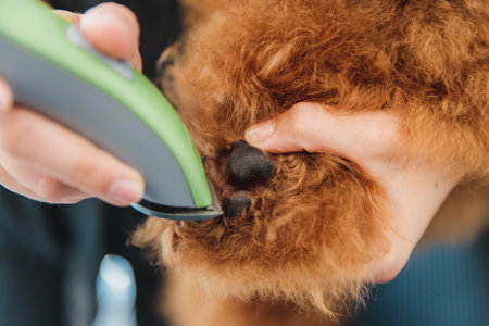 Haircut of a little poodle.の写真素材