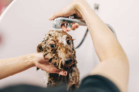 The dog is not happy about taking a shower. Caring for family friends.の写真素材