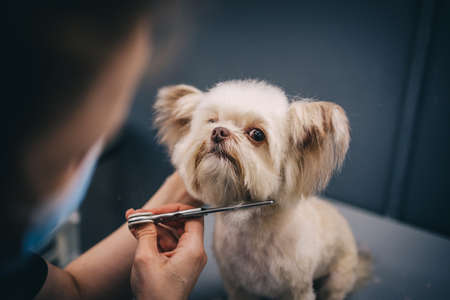 Haircut of a little funny dog.の写真素材