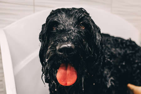 The dog takes a showerの写真素材