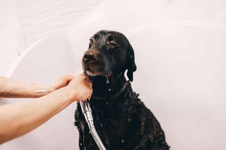 The dog takes a showerの写真素材