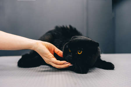 Black cat with orange eyes.