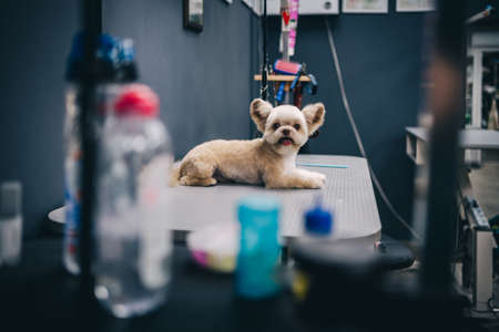 Grooming a dog in a grooming salon. Animal care.