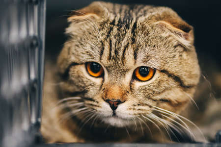 Cat with big orange eyes in a cage