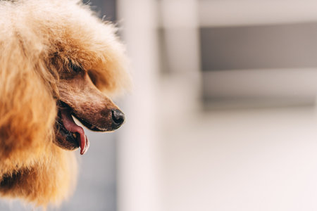 Poodle haircut. The master performs work in the grooming salon.の写真素材