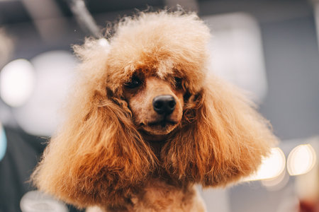 Poodle haircut. The master performs work in the grooming salon.