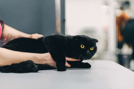 Grooming a black cat.の写真素材