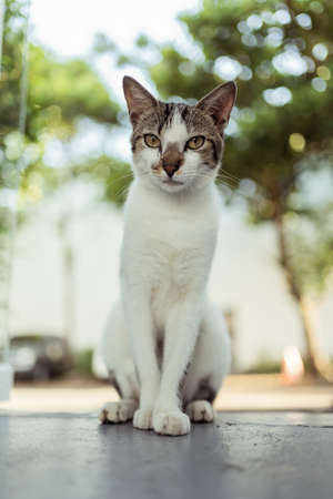 Yard cat. Portrait of a cat with a blurred background.の写真素材