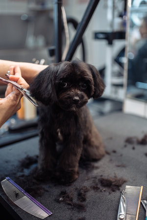 Haircut of a small black dog.の写真素材