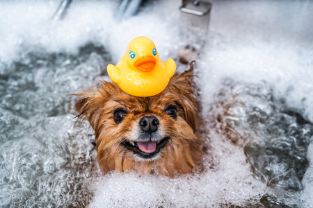 Funny Spitz with a toy duck on his head in the bathroom.の写真素材