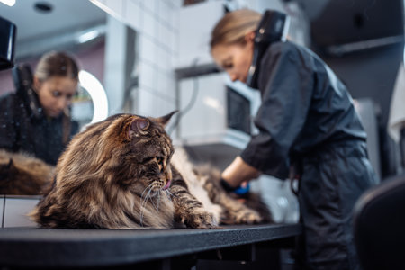 Combing a cat in a grooming salon.の写真素材