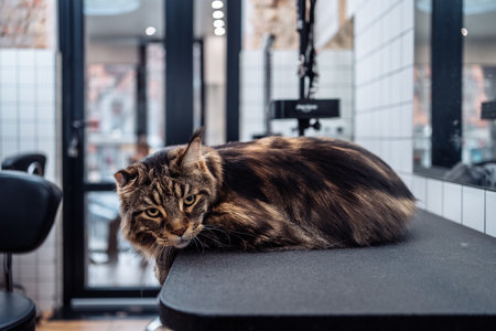 Combing a cat in a grooming salon.の写真素材