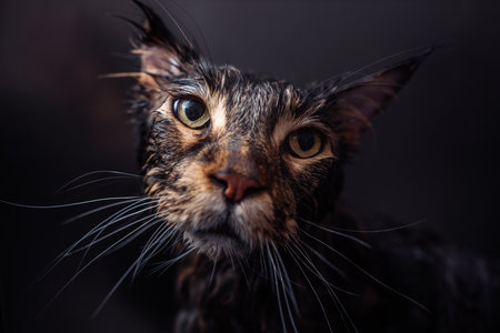 Washing an unhappy cat. The cat runs away from the water.の写真素材