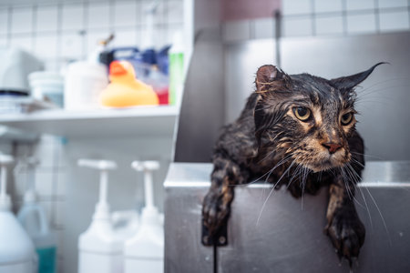 Washing an unhappy cat. The cat runs away from the water.の写真素材
